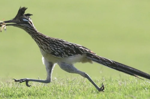 Những loài động vật có khả năng sinh tồn mạnh mẽ trên sa mạc