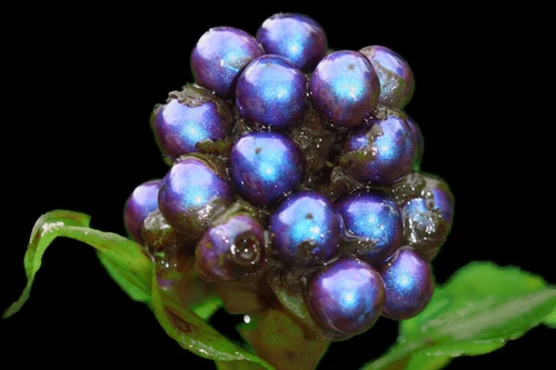 Loài thực vật có quả sáng lấp lánh như kim cương