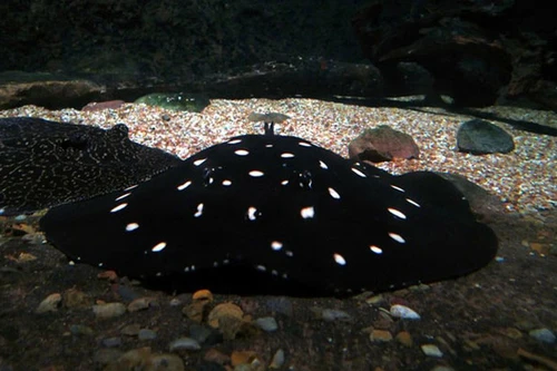 Loài cá nhìn như cây nấm có giá lên đến vài tỷ đồng