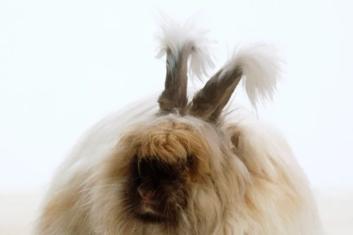 Loài thỏ đẹp nhất thế giới có bộ lông xù cực "ngầu"