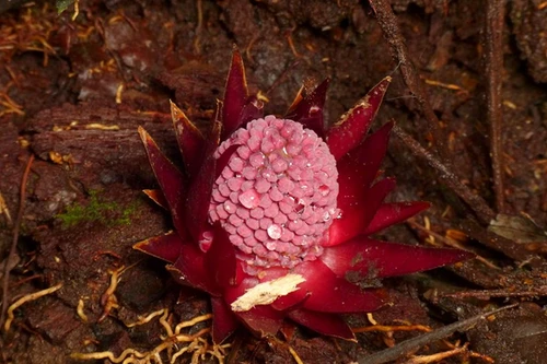 Loài cây "ma cà rồng" đỏ như máu cực quý hiếm