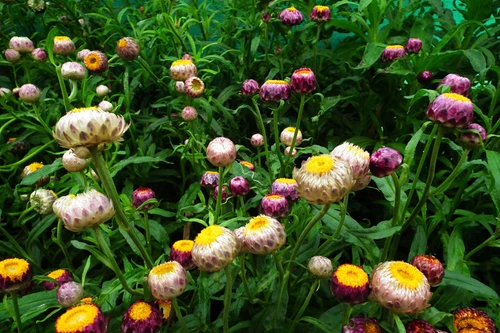 Mê mẩn trước vẻ đẹp của loài hoa “trường sinh bất tử”