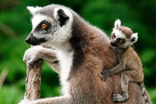 Hình ảnh độc đáo về những loài động vật hoang dã đáng yêu khi mới sinh ra 