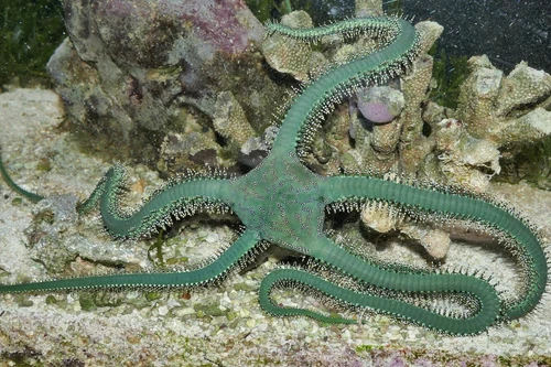 Khám phá bí ẩn về các loài sao biển đuôi rắn