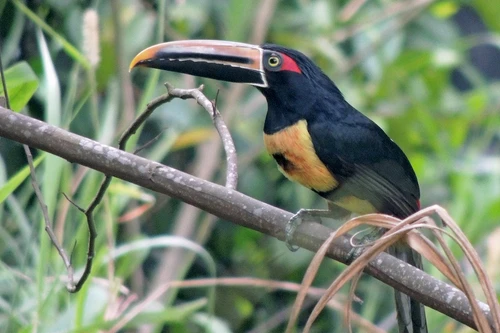 Khám phá loài chim đầy sắc màu với chiếc mỏ kỳ dị