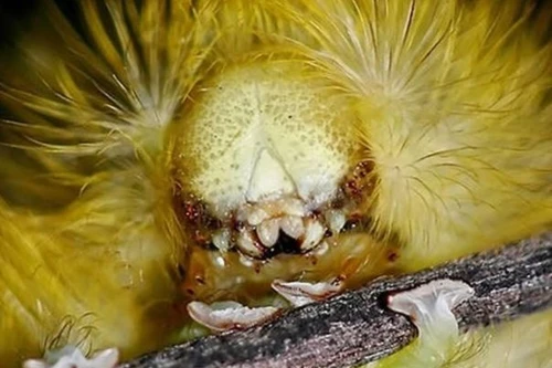 Những loài côn trùng có "gương mặt" đáng sợ giống như đến từ hành tinh khác