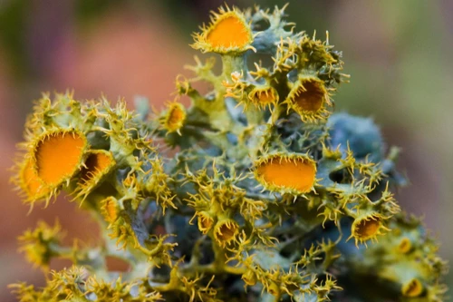 Điểm tên các loài địa y đẹp và kỳ lạ nhất thế giới