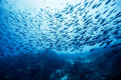 Nguy cơ một số loại thực phẩm sẽ biến mất khi trái đất nóng lên