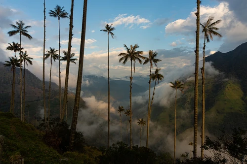 Khám phá loài thực vật một lá mầm cao nhất thế giới