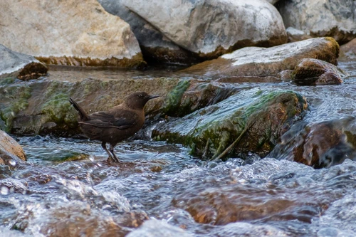 Loài chim có tên độc lạ với kỹ năng săn mồi dưới nước như trên cạn