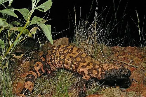 Ấn tượng những loài động vật kỳ thú chỉ có ở Bắc Mỹ