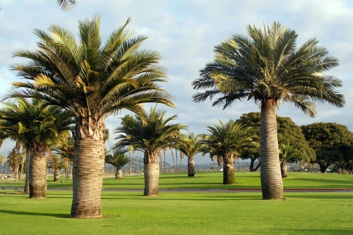 Khám phá những đặc điểm thú vị về các loài họ cau