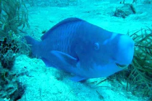 Kinh ngạc loài cá lạ "sản xuất cát" cho đại dương