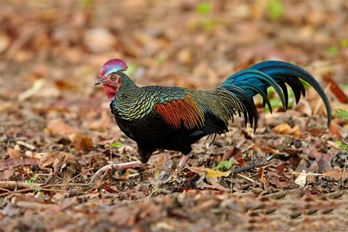 Bộ lông siêu đẹp của loài gà rừng quý hiếm chỉ có ở một quốc gia