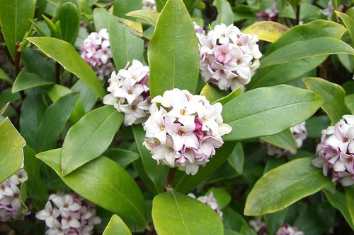 Loài hoa đẹp và có hương thơm nồng nàn nhưng độc nhất thế giới