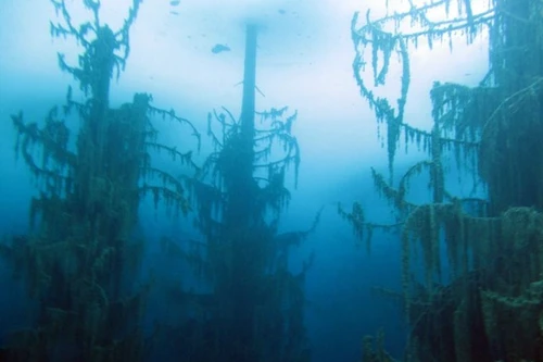 Hồ kỳ lạ nhất thế giới nơi có khu rừng dưới nước