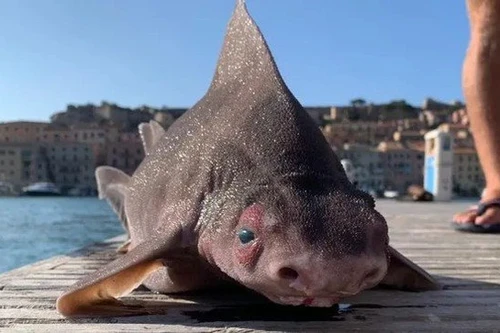 Loài thủy quái có hình thù kỳ lạ, răng sắc như dao, sống ở đáy đại dương