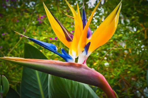 Loài hoa đẹp kiêu sa mang ý nghĩa hoàng gia nhưng chứa độc tố nguy hiểm