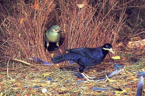 Loài chim có biệt tài hút đối phương bằng kỹ năng xây tổ độc đáo