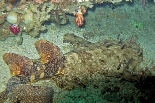 Loài cá được mệnh danh là kẻ săn mồi nguy hiểm dưới đại dương