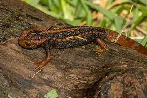 Loài cá cóc sần cực đẹp và hiếm được phát hiện ở độ cao gần 2000m