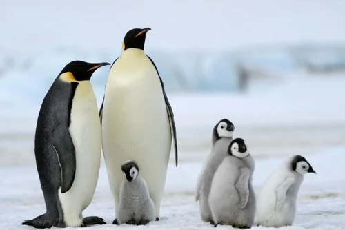  Bí quyết để sống sót ở Nam cực của chim cánh cụt hoàng đế 