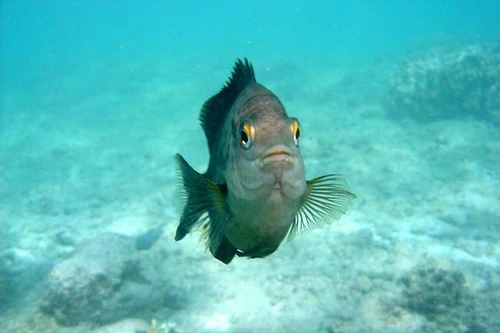 Những loài cá có khả năng đặc biệt đến khó tin