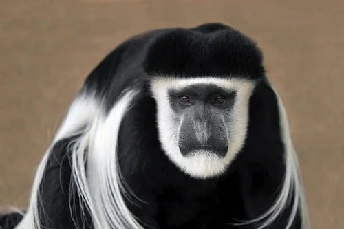 Khám phá các loài động vật đặc hữu chỉ có thể tìm thấy ở Châu Phi