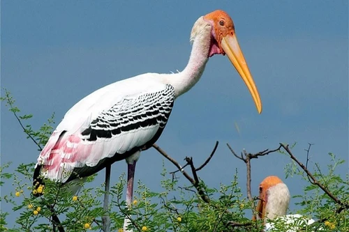 Khám phá về loài chim quý hiếm ở Việt Nam có trong Sách Đỏ thế giới