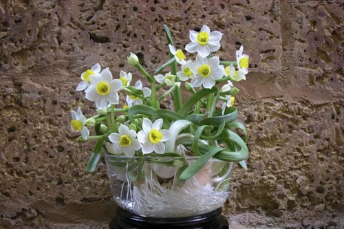 Thú chơi hoa thủy tiên của người Hà thành dịp Tết