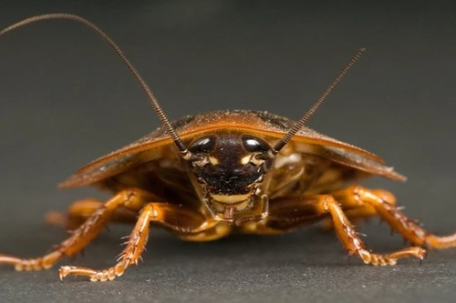 Những loài động vật có thể sống sót sau thảm họa hạt nhân