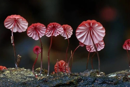 Vẻ đẹp muôn màu của các loài nấm trên thế giới