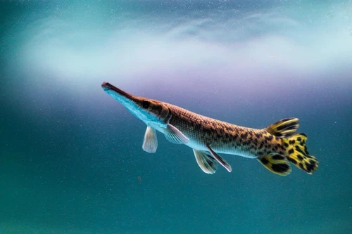 Thủy quái không tiến hóa suốt 100 triệu năm trên sông Bắc Mỹ