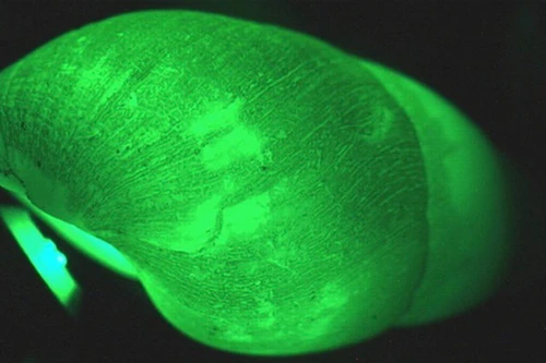 Khả năng kỳ lạ của những loài ốc sên