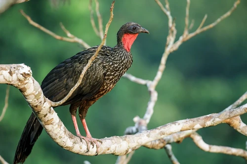 Vẻ đẹp độc đáo của các loài gà hoang dã chỉ có ở châu Mỹ