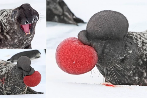 Những loài hải cẩu quý hiếm và thú vị nhất trên thế giới