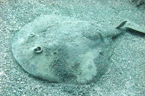 Những loài động vật dùng điện làm vũ khí săn mồi