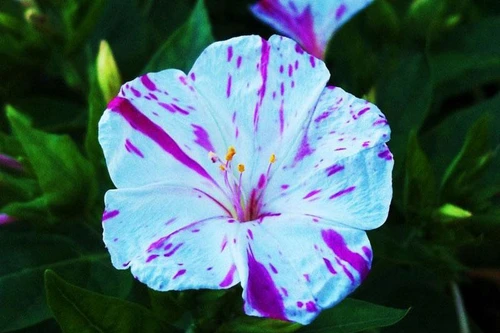 Những loài hoa chỉ nở về đêm và có hương thơm quyến rũ 