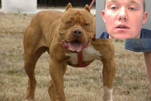 Nuôi chó Pitbull cắn chết bà ngoại, cháu trai nhận án tù