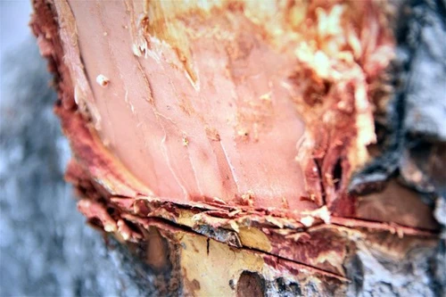 Hà Nội: Hàng chục cây xà cừ cổ thụ bị đục khoét lấy vỏ