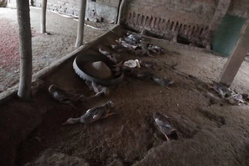 Hà Nội: Hơn 1.000 con vịt chết nghi do... ngộ độc thức ăn