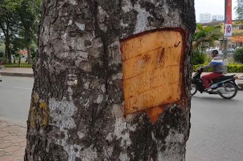 Đã làm rõ vụ đục khoét vỏ hàng chục cây xà cừ cổ thụ ở Hà Nội