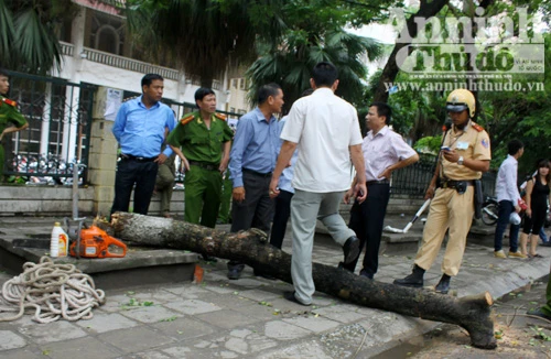 Lợi dụng đêm mưa, sưa tặc tái xuất giang hồ