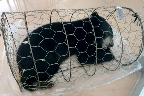 Vỗ béo gấu ngựa từ 3 kg lên 30 kg, chưa kịp bán đã bị bắt 