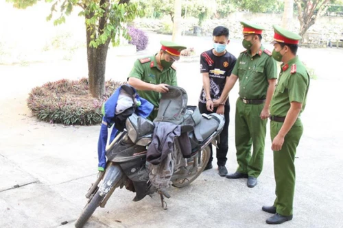Chạy xe trộm cắp từ Thanh Hoá ra Hà Nội bán, bị bắt tại chốt kiểm dịch 