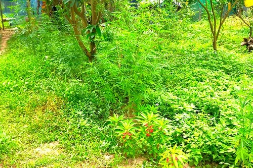 Phát hiện người nước ngoài trồng cần sa tại bãi giữa sông Hồng