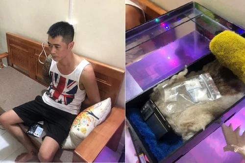 Vội phi tang ma tuý vào bể cá khi bị Công an kiểm tra 