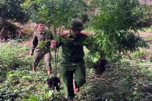 Vừa chăn nuôi gia súc vừa tranh thủ... trồng cần sa