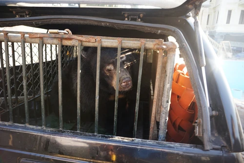 Liên tiếp phát hiện và tịch thu gấu bị nuôi nhốt bất hợp pháp