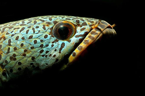 Ngỡ ngàng ngắm cá quả hoàng đế giá nghìn USD tại Hà Nội